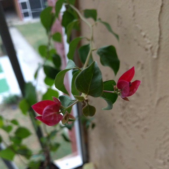 Meet your Posher, Sher - Picture 1 of 1